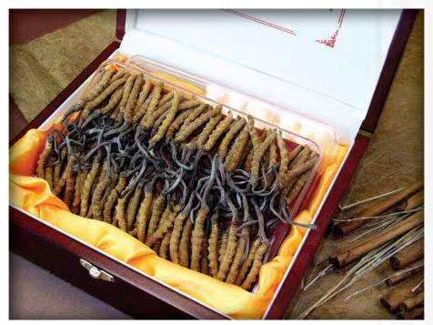 新源冬虫夏草回收